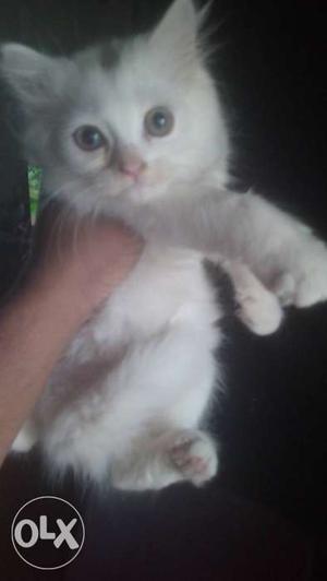 Persian cat 2 months old. Very friendly and