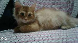 Persian kitten 2 month old pure persian female