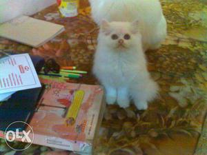 Persian kitten for sale