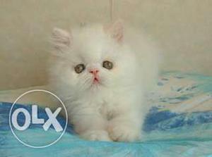 Persian kitten with heavy fur and blue eyes