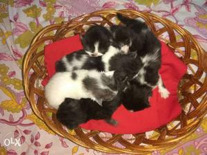 Persian kittens 10 days old pure breed kittens