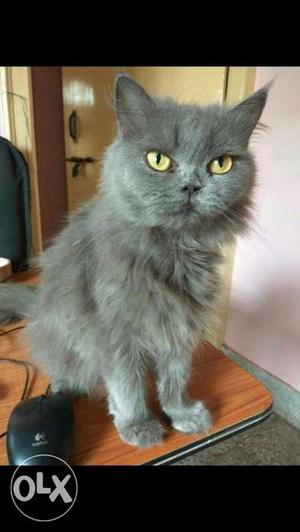 Persian punch face female cat, 1,4 months old,