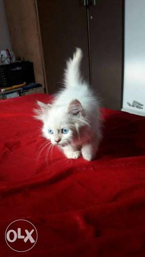 Persian white blue eyes Kitten