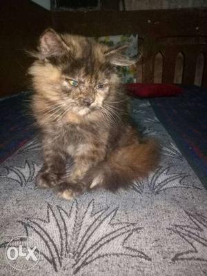 Persion Kitten 50 days old female very Rs 