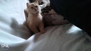 Persion cat female golden colour 4 months old doll