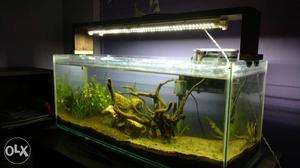 Planted aquarium with filter and 24 watts led for