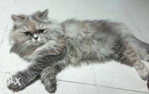 Punch face Persian cat female 1.5 years old