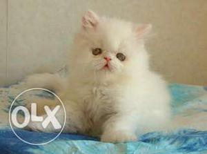 Pure Persian Kitten and Pure White with Blue Eyes available