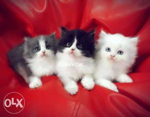 Pure Persian Kittens and Pure White with Blue Eye