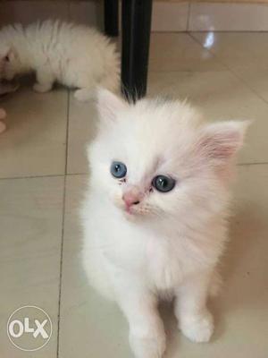 Pure Persian kittens 40 days old odd eyes male
