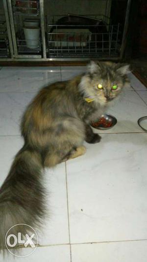 Pure persian cat for sale punch face