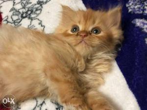 Quality Persian Kittens available for sale..call