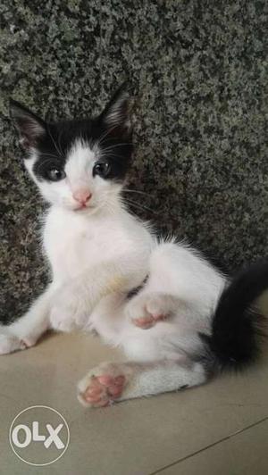Short Fur White And Black Kitten