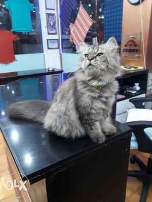 Silver Tabby Persian Kitten