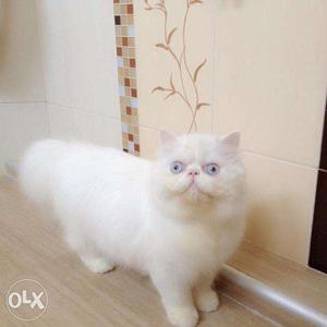 So cite golden color persian kitten for sale in all