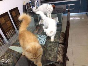 The Best Quality Real Persian Kittens in all colors