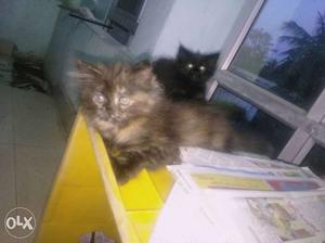 Two Brown And Black Long-fur Kittens