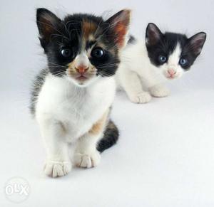 Two Calico Kitten And Black-and-white Aegean Kitten