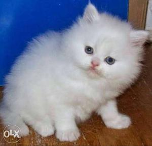 White persian kitten babies