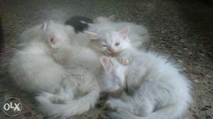 White persian kittens 8 kittens available doll