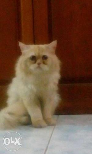 1.6 year old male persian punch face available for mating