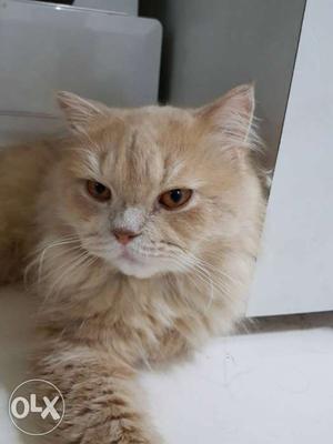 1 year pure Persian breed male...litter