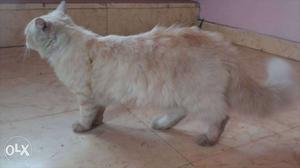 1male & 2female Persian cats for sale for three