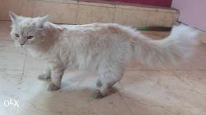 1year 2months Persian cat for sale