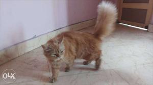 1year old parsian cat for sale