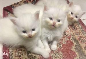 2males and one female doll face persian kitten.