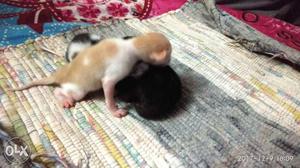 3 nos kitten cute babies 3 days old single sale rs