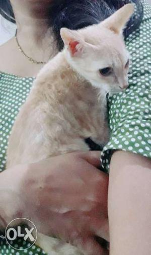 4months old golden colour cat urgent sell karna hi