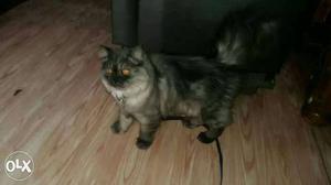 5 months male Persian kitten for urgent sale