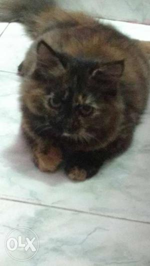 6 months Persian cat, toilet train urgent cell