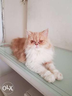 8 months old semi punch pure Persian