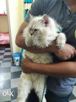 9 months old active male persian punch face for