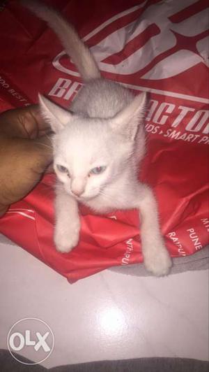 A female white cat with blue eyes... 1 month
