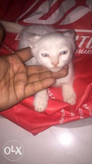 A white female cat with blue eyes one month old