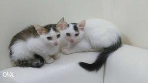 Agean breed Kittens in excellent price