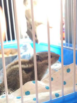 Baby squirel (khar) couple (pair) with cage