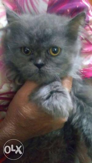 Billywala indian persian's house All 3 for sell