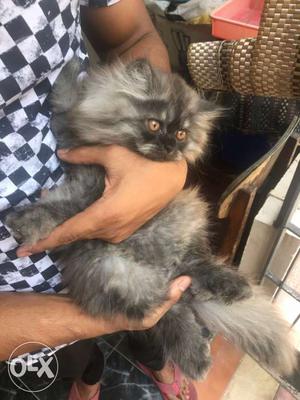 Black An Gray Persian Kitten 60 day old