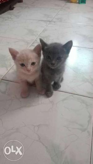 Black And Brown Kittens
