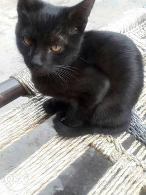 Black Cat In Meerut