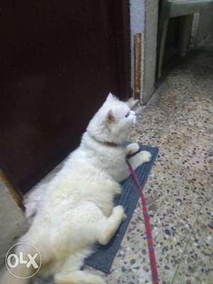 Blue Eyes white persian male cat long coated