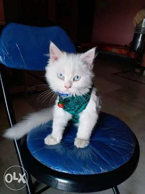 Blue eyes Persian female cat 5months old