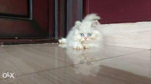 Blue eyes persian kitten