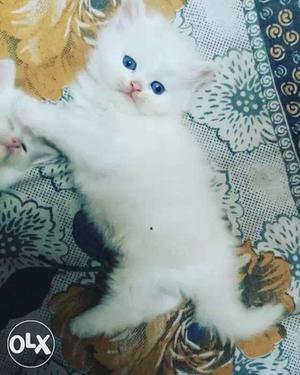 Blue eyes persian kittens for sale