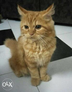 Brown And White Cat Plush Toy