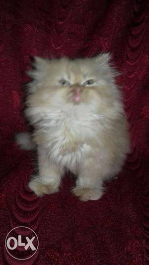 Brown Persian kittens 2 month
